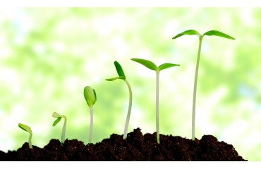 Pridelajte si svojo lastno zelenjavo tudi v bloku